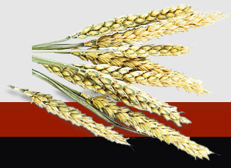 ������Ϸ| ��ҳ -������Ʒ,������Ʒ