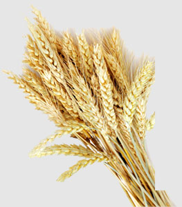 ������Ϸ| ��ҳ -������Ʒ,������Ʒ